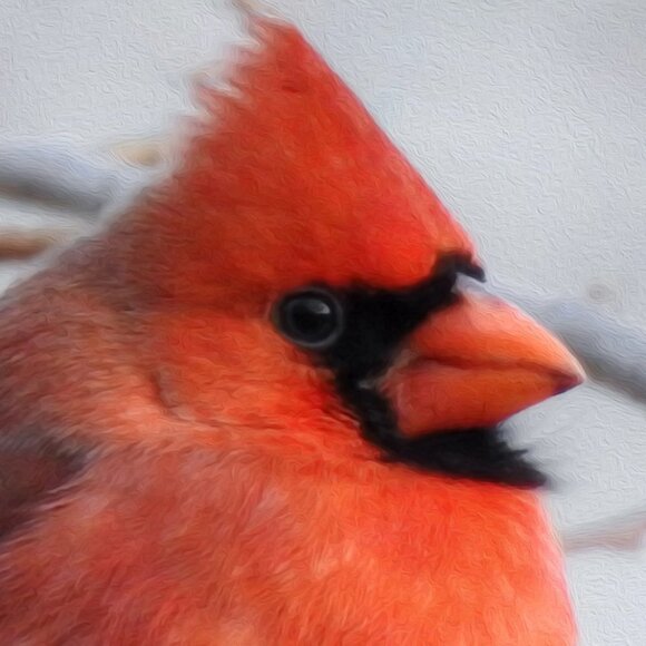 8x10 Chubby Northern Red Cardinal Bird Photography Print - Picture 3 of 3